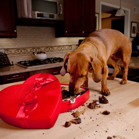 Can Dog Eat Chocolate